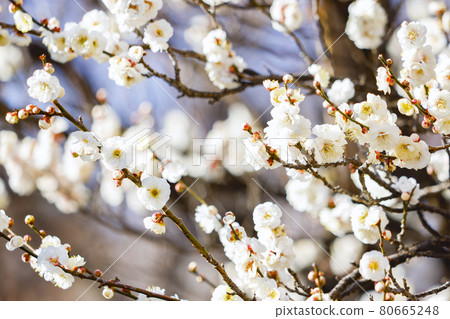 Plum Yaeno Ume 80665248