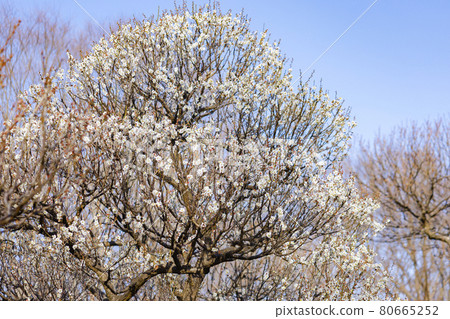 Plum Yaeno Ume 80665252