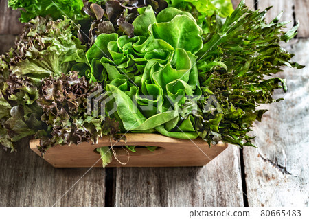 Varieties of Lettuce Varieties of Lettuce 80665483