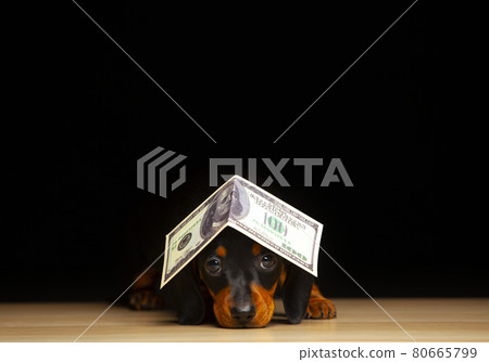 image of dog dark background image of dog dark background 80665799