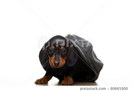 image of dog white background image of dog white background 80665800