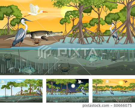 Different mangrove forest landscape scenes with various animals 80666075