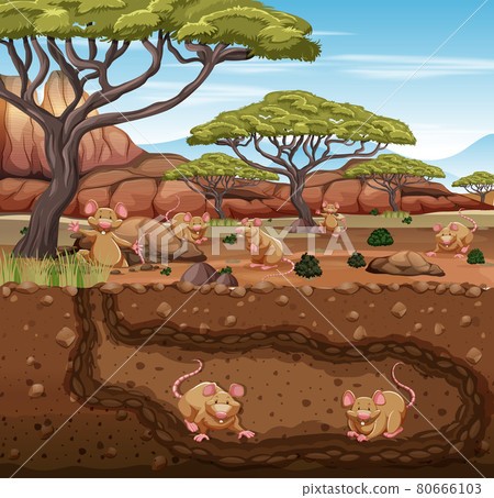 Underground animal burrow with rat family 80666103
