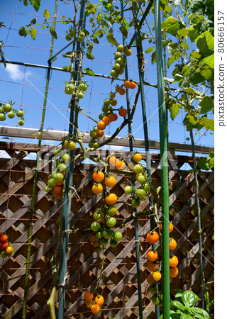 Under the blue sky, on the roof balcony in the summer, a lot of cherry tomatoes grown in the vegetable garden planter Under the blue sky, on the roof balcony in the summer, a lot of cherry tomatoes grown in the vegetable garden planter 80666157