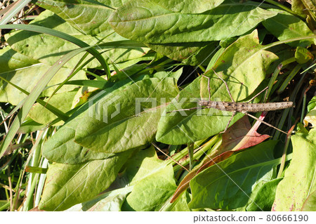 Togenanafushi 80666190