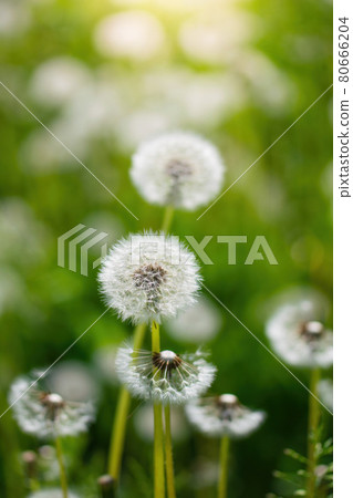 Dandelions on a blurred background 80666204