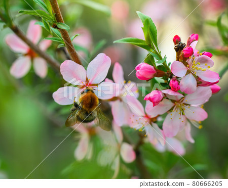 Bee collects nectar of pink almond flower Bee collects nectar of pink almond flower 80666205