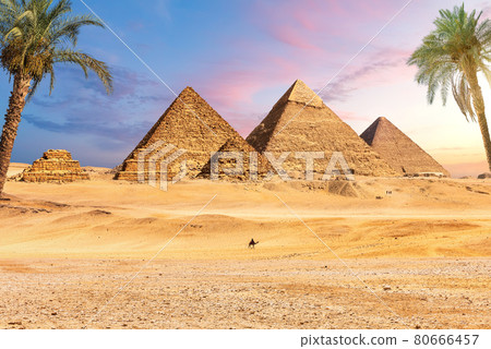 Famous Great Pyramids of Egypt behind the palms, Giza, Cairo district Famous Great Pyramids of Egypt behind the palms, Giza, Cairo district 80666457
