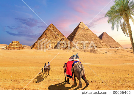 Elephants and camels behind the palm in the desert near the Pyramids of Giza, Egypt 80666465