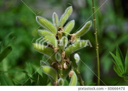 Close up of green lupine pods against a blurred background 80666478