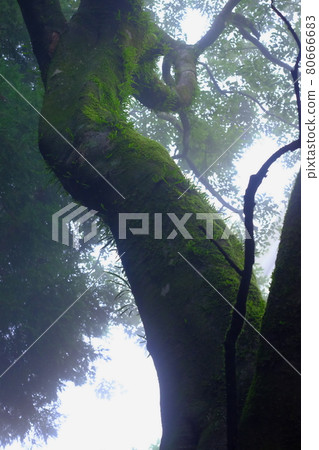 Wakasugiyama Asagiri and Oki 80666683