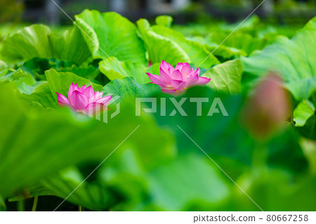 上野公園的忍者池海峽 上野公園的忍者池海峽 80667258