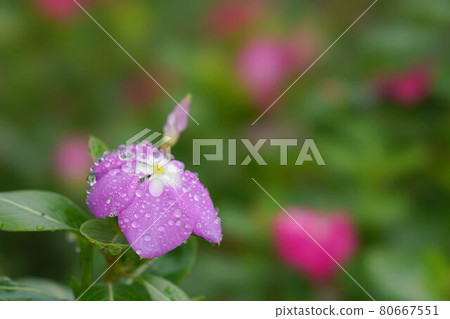 Nichinichiso 80667551