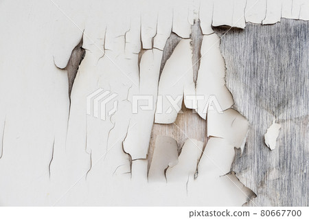 White paint that peeled off the wall and turned up White paint that peeled off the wall and turned up 80667700