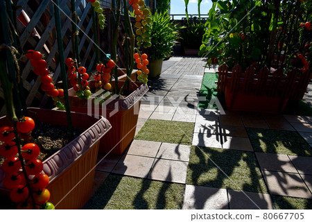 Home garden on the roof balcony Suzunari mini tomatoes Home garden on the roof balcony Suzunari mini tomatoes 80667705