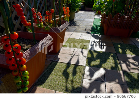 屋頂陽台上的家庭花園鈴成迷你西紅柿 屋頂陽台上的家庭花園鈴成迷你西紅柿 80667706