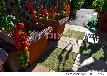 屋頂陽台上的家庭花園鈴成迷你西紅柿 屋頂陽台上的家庭花園鈴成迷你西紅柿 80667707