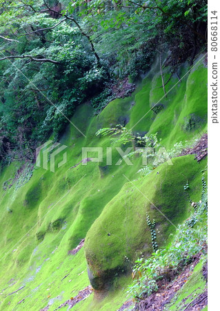 Wakasugiyama: Beautiful moss Wakasugiyama: Beautiful moss 80668114