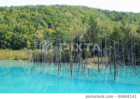 Biei-cho, Hokkaido Blue Pond Autumn leaves season 80668141