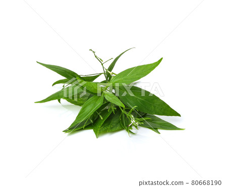 Andrographis paniculata plant on white background. Andrographis paniculata plant on white background. 80668190