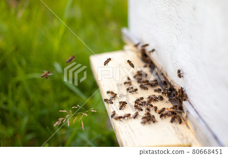 Bees collect pollen from the flowers and carry it to the hive. Bees collect pollen from the flowers and carry it to the hive. 80668451