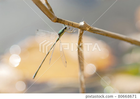 哦是的 哦是的 80668671