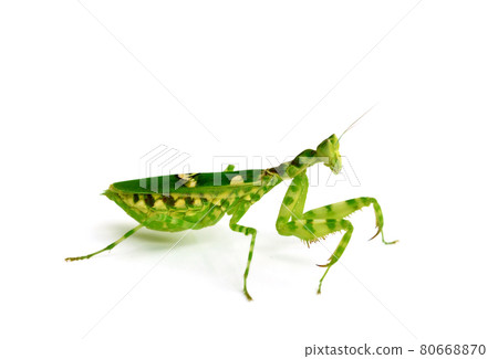 Praying Mantis on white background Praying Mantis on white background 80668870