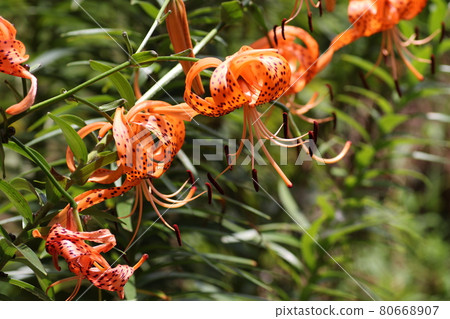 橙百合、虎百合在農舍的花園裡綻放 80668907