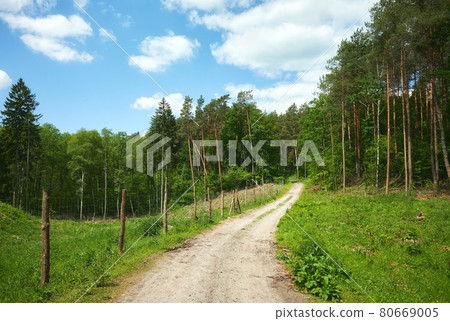 Road in a forest on a sunny summer day. 80669005