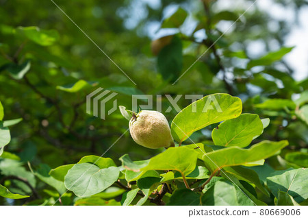 Fruiting quince fruit 80669006