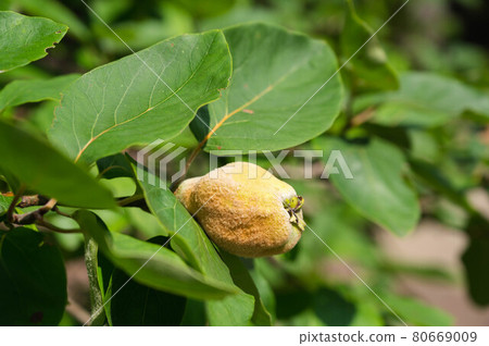 結果木瓜果實 結果木瓜果實 80669009