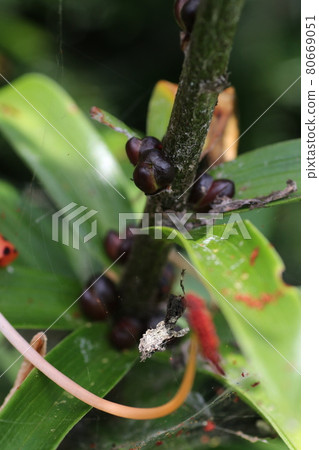 在橙色虎百合莖上繁殖 在橙色虎百合莖上繁殖 80669051
