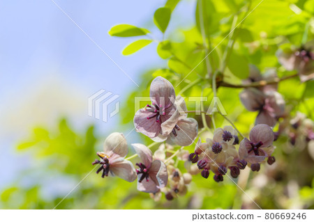 阿克比花 阿克比花 80669246