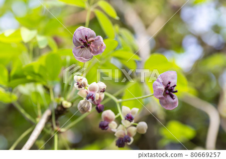 阿克比花 阿克比花 80669257