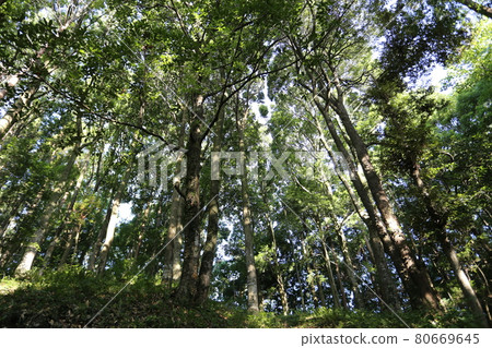 大白橡樹 80669645