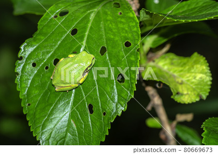 Tree frog 80669673