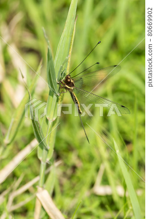 蝶角蛉科 80669902