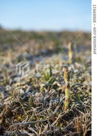 Season when horsetail grows 80669915