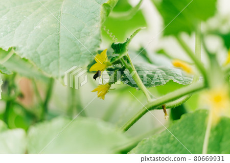 Growing and blooming young cucumbers on a branch in a greenhouse. Young plants blooming cucumbers with yellow flowers and bee, close-up on a background of green leaves. Growing and blooming young cucumbers on a branch in a greenhouse. Young plants blooming cucumbers with yellow flowers and bee, close-up on a background of green leaves. 80669931