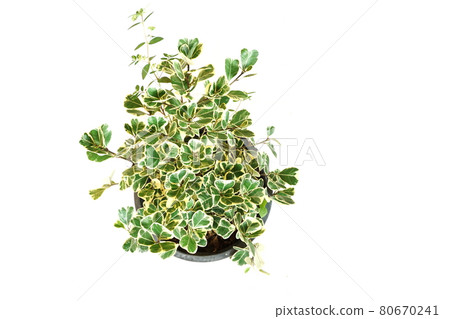 Top view of green house plant isolated on white background 80670241