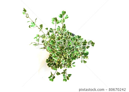 Top view of green house plant isolated on white background 80670242