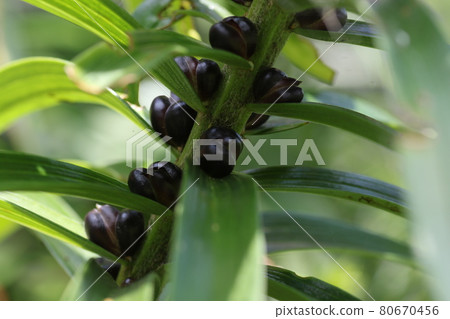 Propagule on the stem of an orange tiger lily Propagule on the stem of an orange tiger lily 80670456