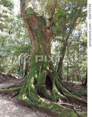 Moss 80670599