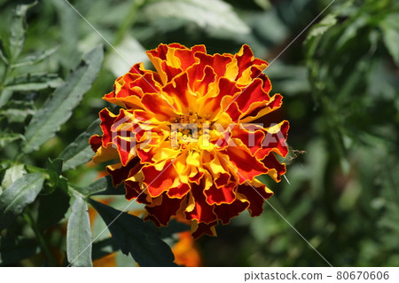 盛開在夏季花壇的萬壽菊花 盛開在夏季花壇的萬壽菊花 80670606