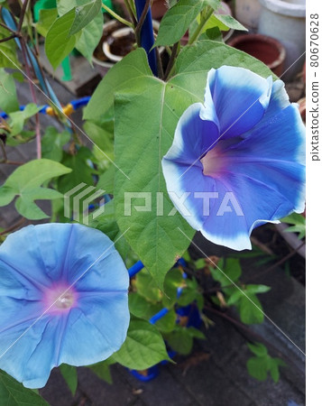早晨的太陽 早晨的太陽 80670628
