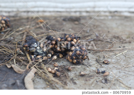 Palm civet dung that lives near a private house Palm civet dung that lives near a private house 80670959