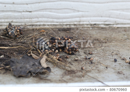 Palm civet dung that lives near a private house Palm civet dung that lives near a private house 80670960