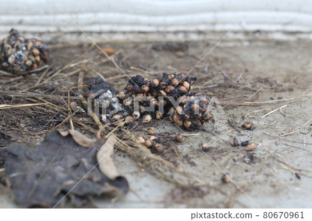 住在私人住宅附近的棕櫚果子狸糞便 80670961