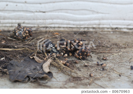 Palm civet dung that lives near a private house Palm civet dung that lives near a private house 80670963