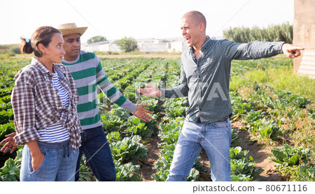 Three farmers berating outside at vegetable farm 80671116